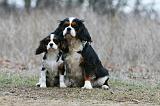 CAVALIER KING CHARLES 813